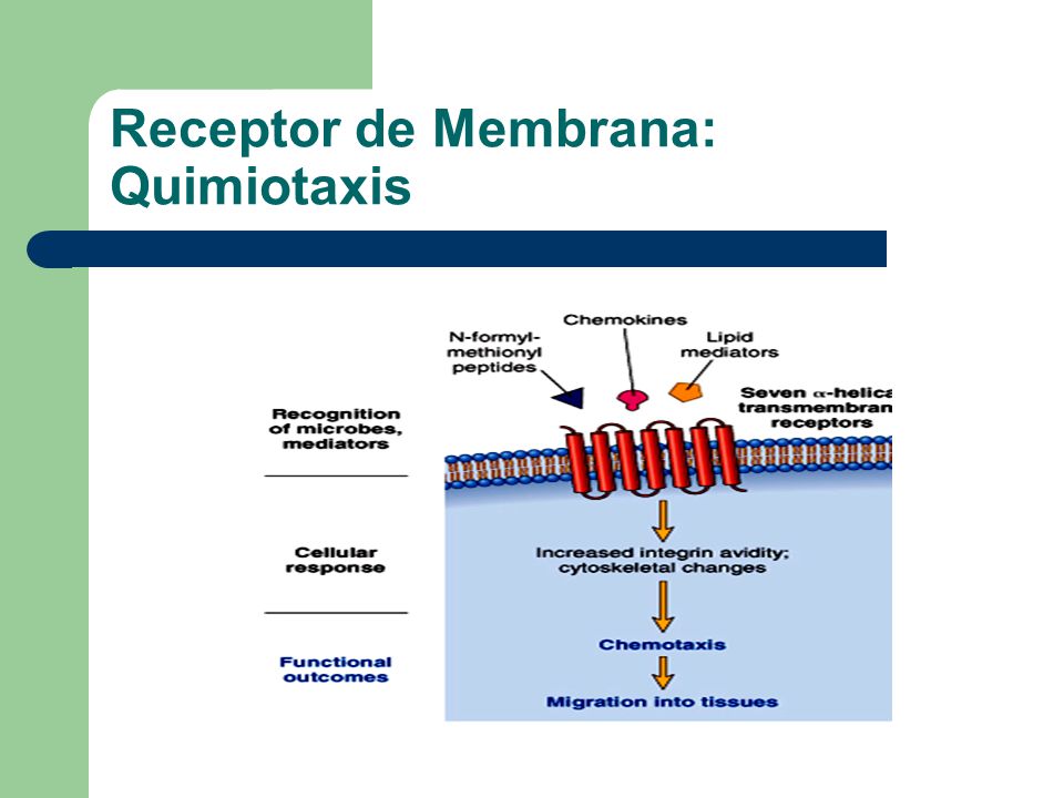 QUIMIOTAXIS DEFINICION PDF DOWNLOAD QUIMIOTAXIS DEFINICION PDF DOWNLOAD